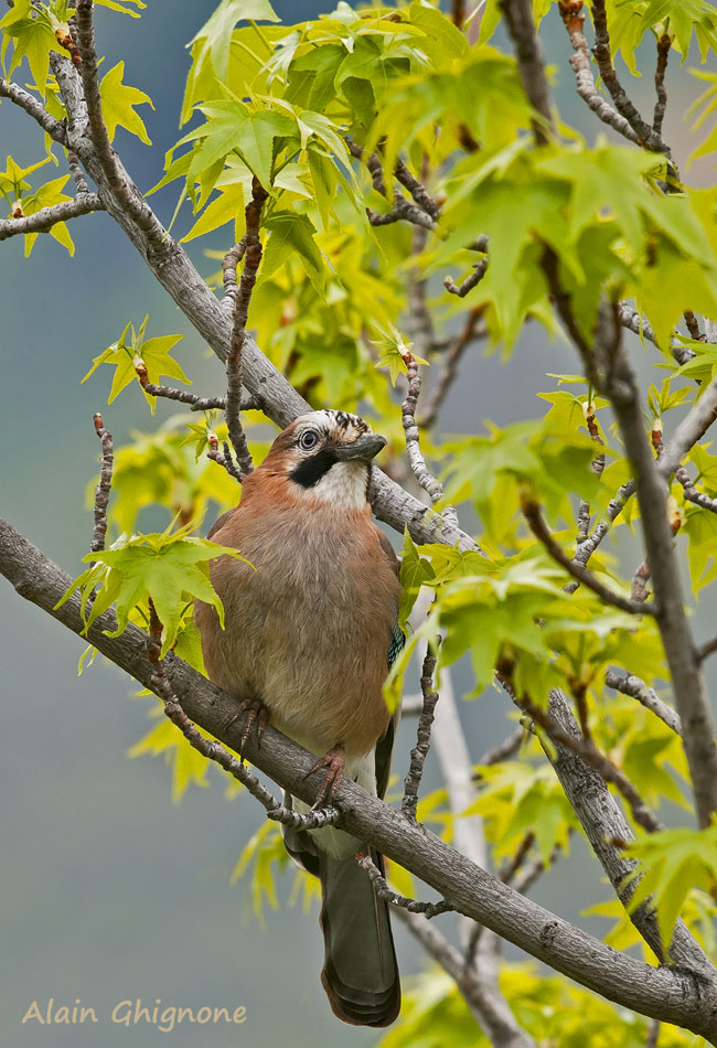 ghiandaie valdostane...